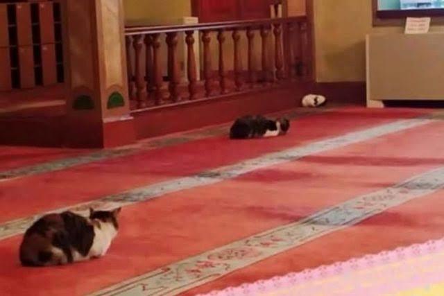 📌 Diyanet evde kedi köpek beslemek caiz değildir demiş peki bu halkın 11 milyar bütçesi olan diyaneti beslemesi caiz midir?