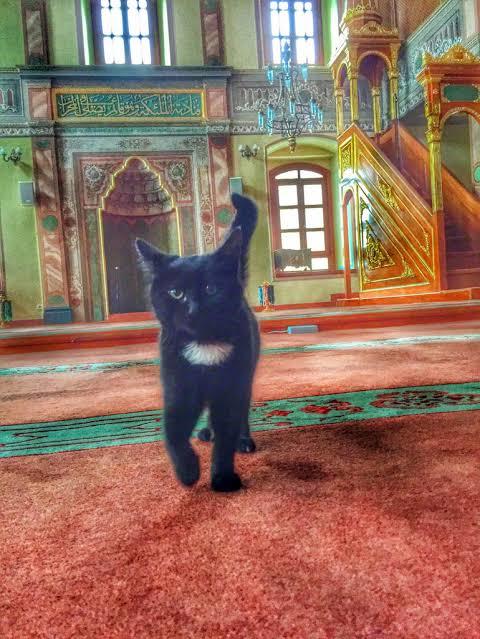 📌 Diyanet evde kedi köpek beslemek caiz değildir demiş peki bu halkın 11 milyar bütçesi olan diyaneti beslemesi caiz midir?