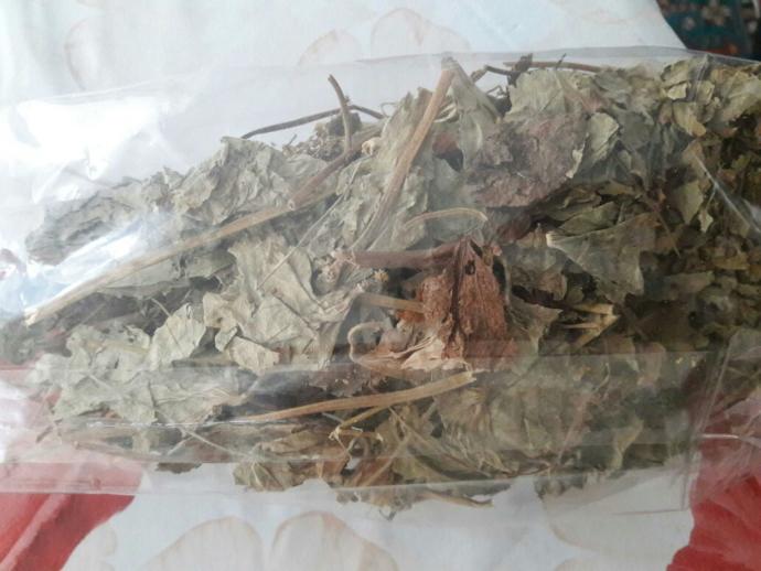 Bu testere dişli mi düz yapraklı aslan pençesi mi?