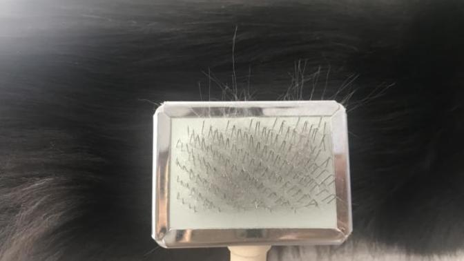 Kedimin mamasını değiştirdim, tüyleri dökülmeye başladı. Normal mi?