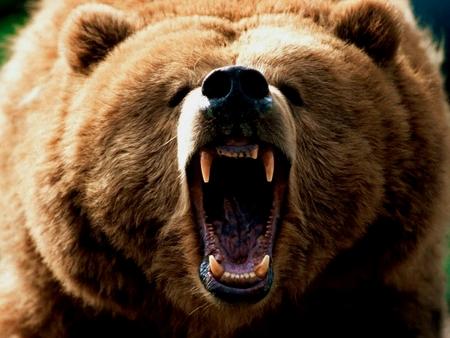 Aslan mı ayı mı? Bu ikisi karşılaşırsa sizce kim alır?