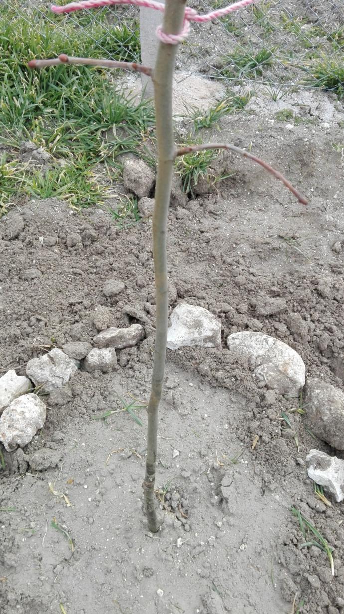 Kalbimi gömdüm toprağa, ıhlamurlar kan ağladı 😏