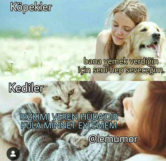 Karakter olarak size kedi mi köpek mi daha yakın 🌸?