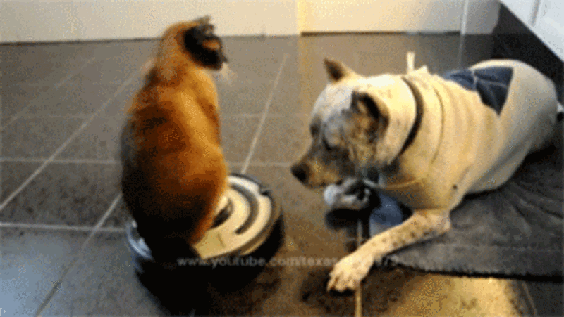 Karakter olarak "size" kedi mi köpek mi daha yakın 🌸 ?
