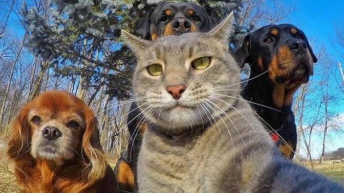 Karakter olarak size kedi mi köpek mi daha yakın 🌸?