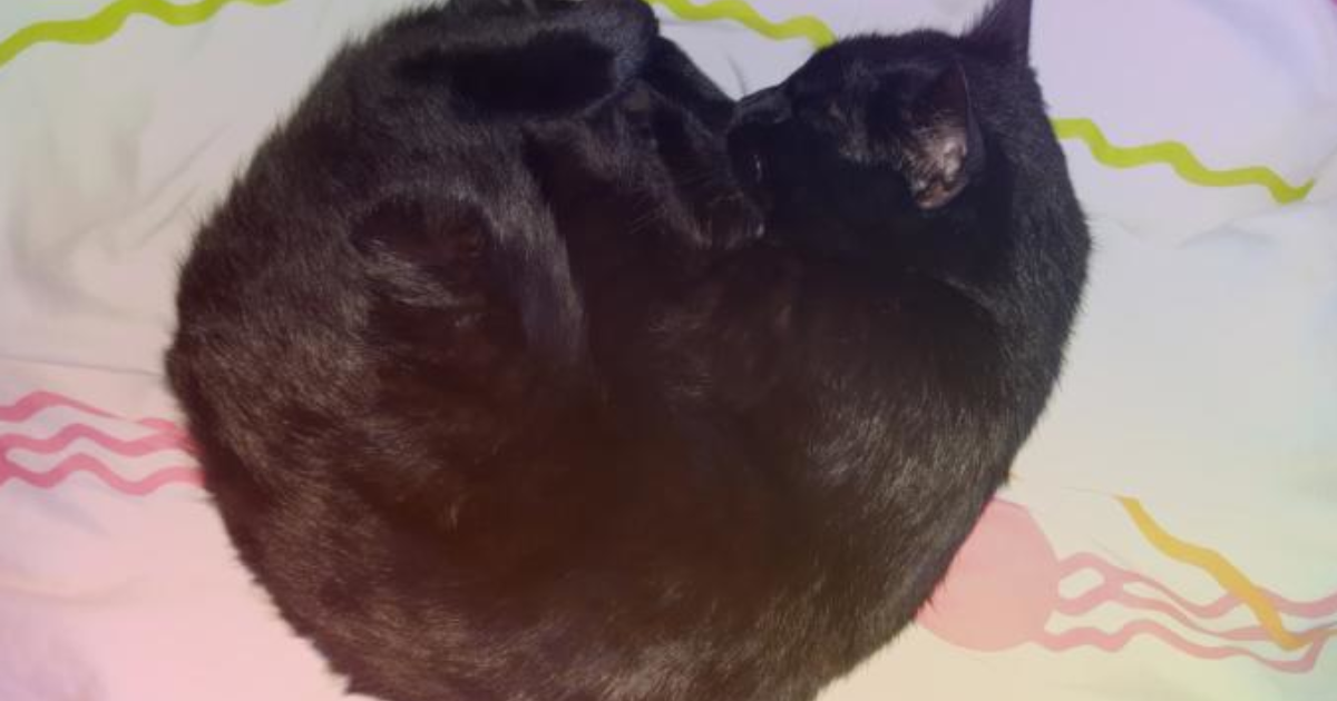 kediler sahiplerini unutur mu kizlarsoruyor