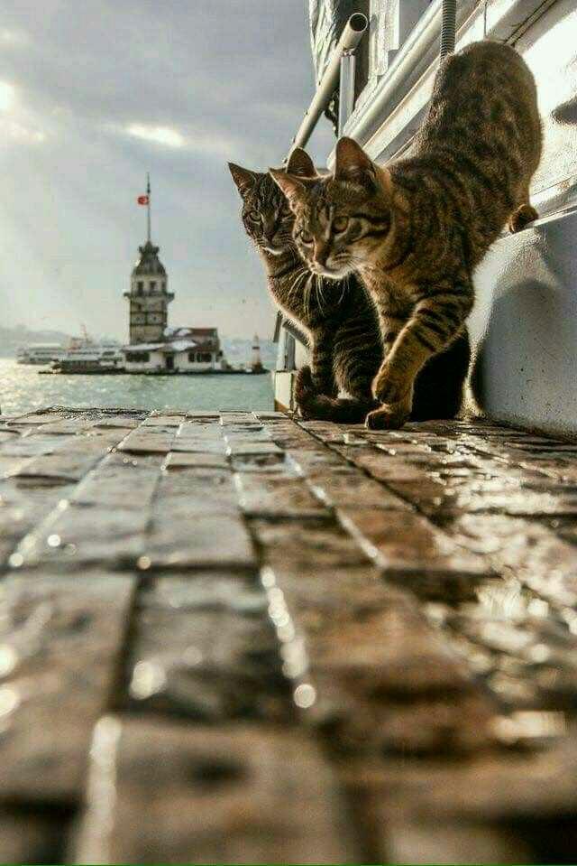Üç vakte kadar fal hediyen var! Senin burcuna en huzur veren manzara hangisi?