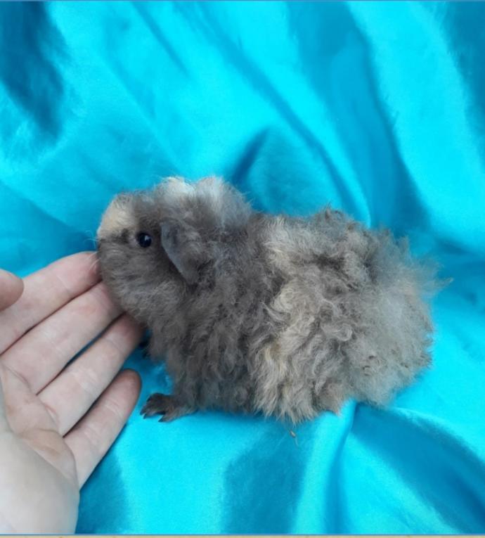 Ginepigler nasıl alışır sürekli saklanma halinde?