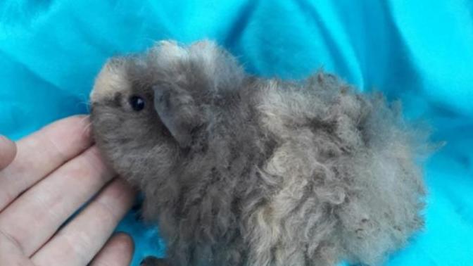 Ginepigler nasıl alışır sürekli saklanma halinde?