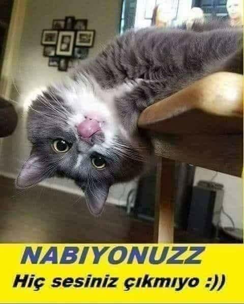 Kedimi çok özlüyorum, ne yapacağım?