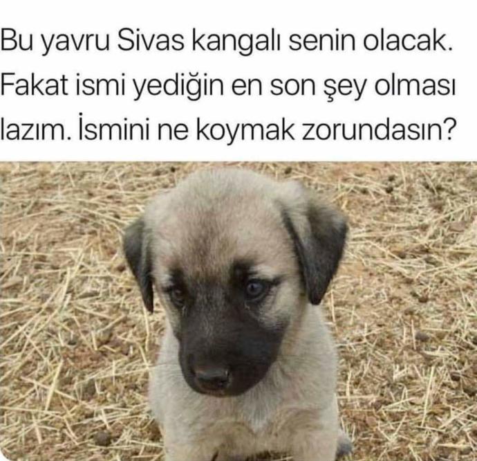 Bu aslan parçasının İsmini ne koymak zorundasınız?