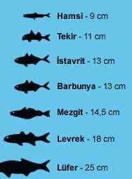 Seninki kaç santim?