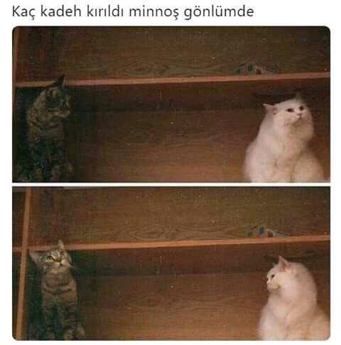Kadın tribi mi çekilmez, erkek tribi mi?