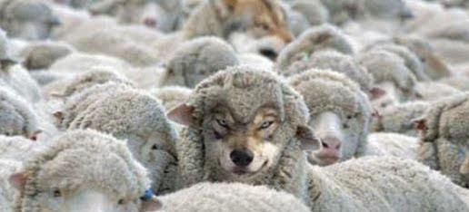 #Akkurtlar ne demek?😂?
