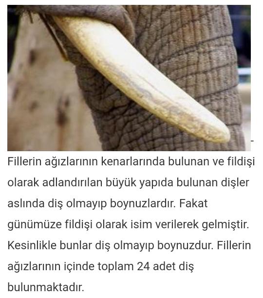 Fillerin dişleri neden dışarda?