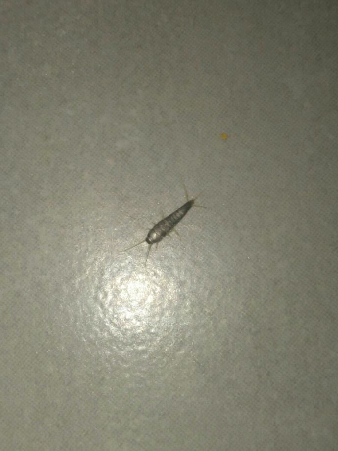 Bune böceği böyle?