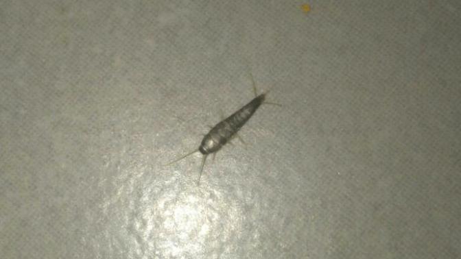 Bune böceği böyle?