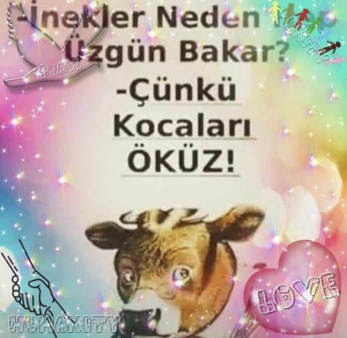 İnekler neden üzgün Bakar Canlar?