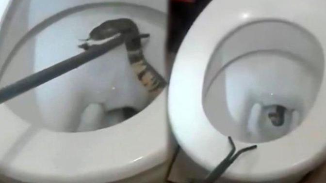 Korkulu rüyamız gerçek oldu, klozetten kobra yılanı çıkıp çocuğu ısırdı! Siz de tuvaletten yılan çıkmasından korkar mıydınız?