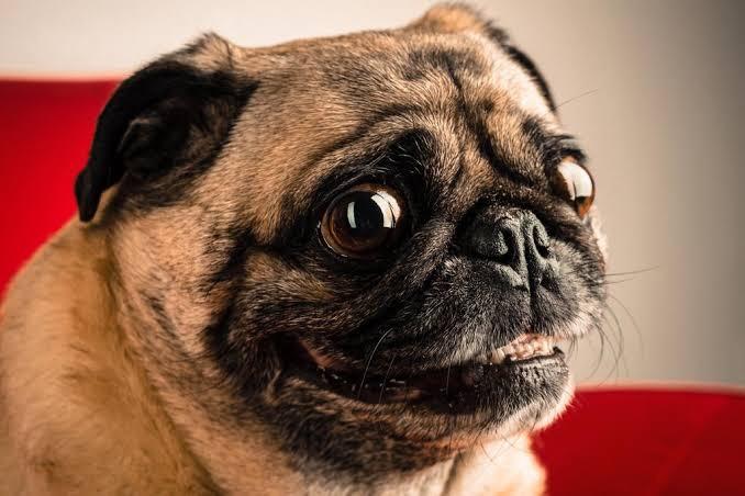 Bir köpek alacak olsanız, hangi cins alordınız ?