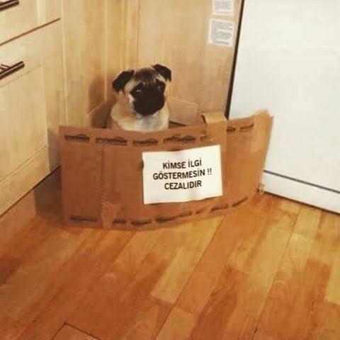 Bir köpek alacak olsanız, hangi cins alordınız ?