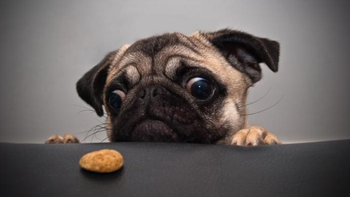 Bir köpek alacak olsanız, hangi cins alordınız ?