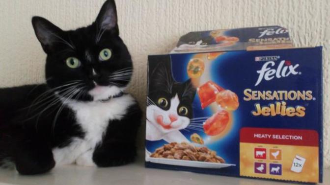 Hangi yaş mama yavru kediye daha uygun?