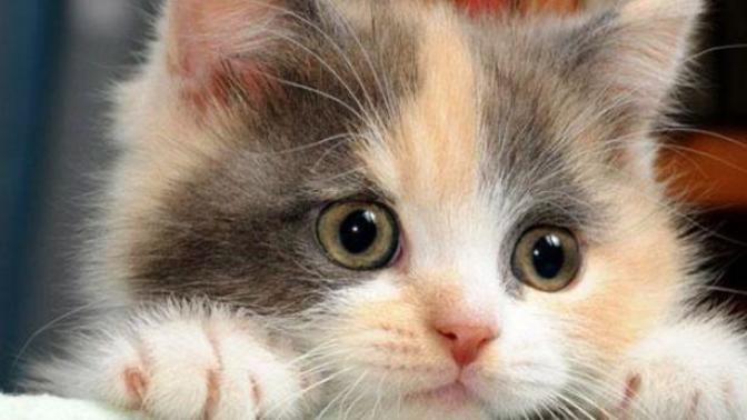 Yeni doğum yapmış kedi nasıl beslenmeli?