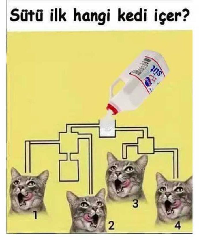 Sütü ilk hangi kedi içer? 😃?