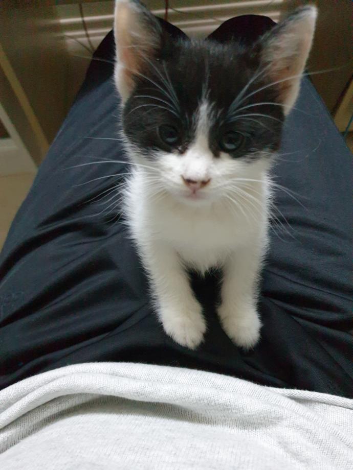 Ailemi kedi almaya nasıl ikna ederim?