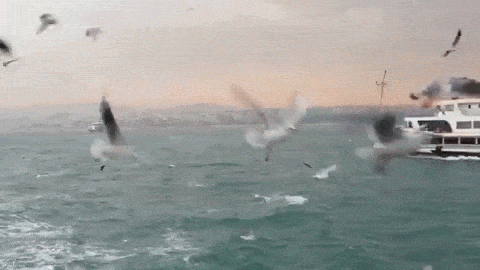 Size en çok huzur veren ses hangisidir ?