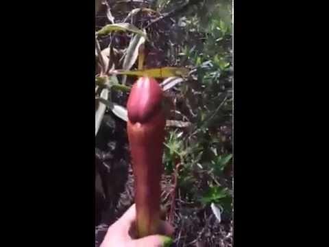 Penise benzeyen şu bitkinin rolü nedir bu dünya da?