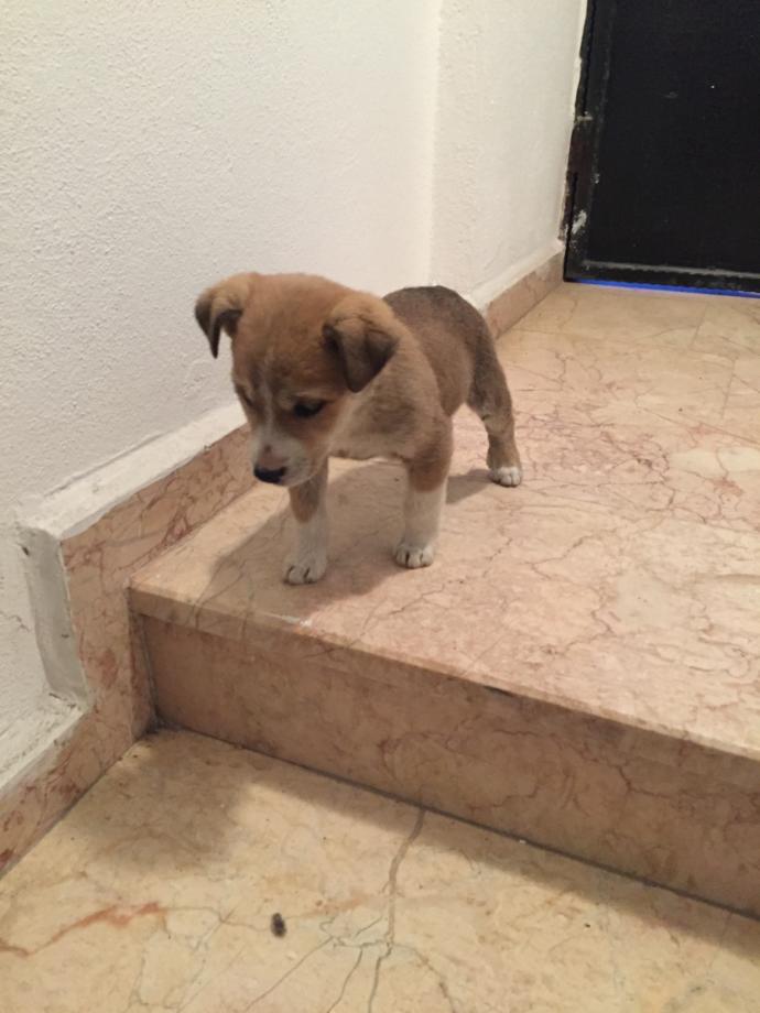 Cinsi ne bu köpegin Dikik kulak bir cinsmi?