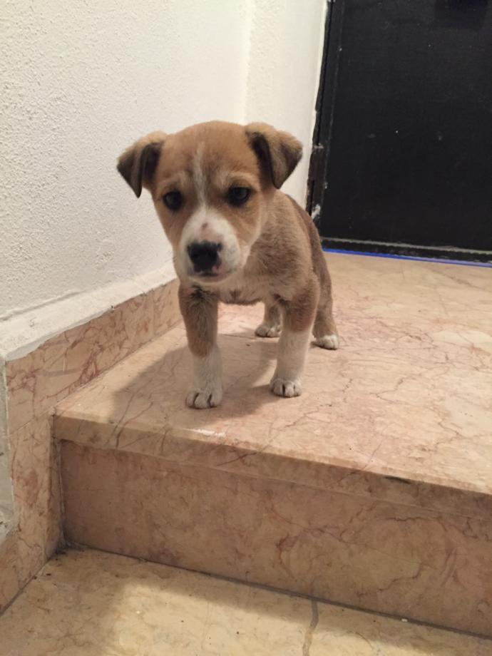 Cinsi ne bu köpegin Dikik kulak bir cinsmi?