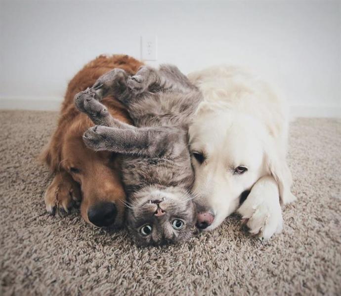 Kedi insanı mısın köpek mi?
