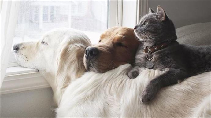 Kedi insanı mısın köpek mi?