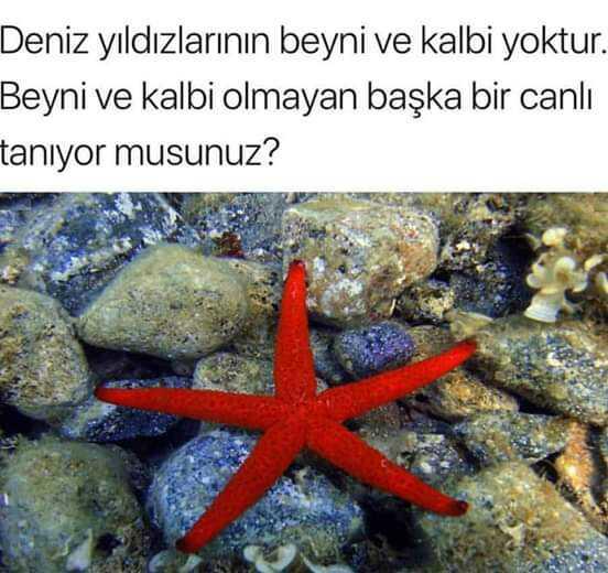 Deniz yıldızı
