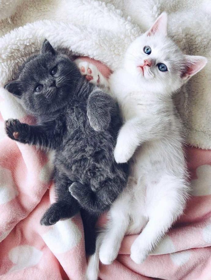 KS lütfen hayvanlar için kategori aç pls!!!😻