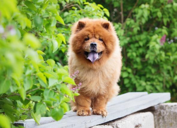 Chow chow yavrusunun fiyatı ne kadardır?