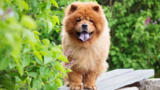 Chow chow yavrusunun fiyatı ne kadardır?