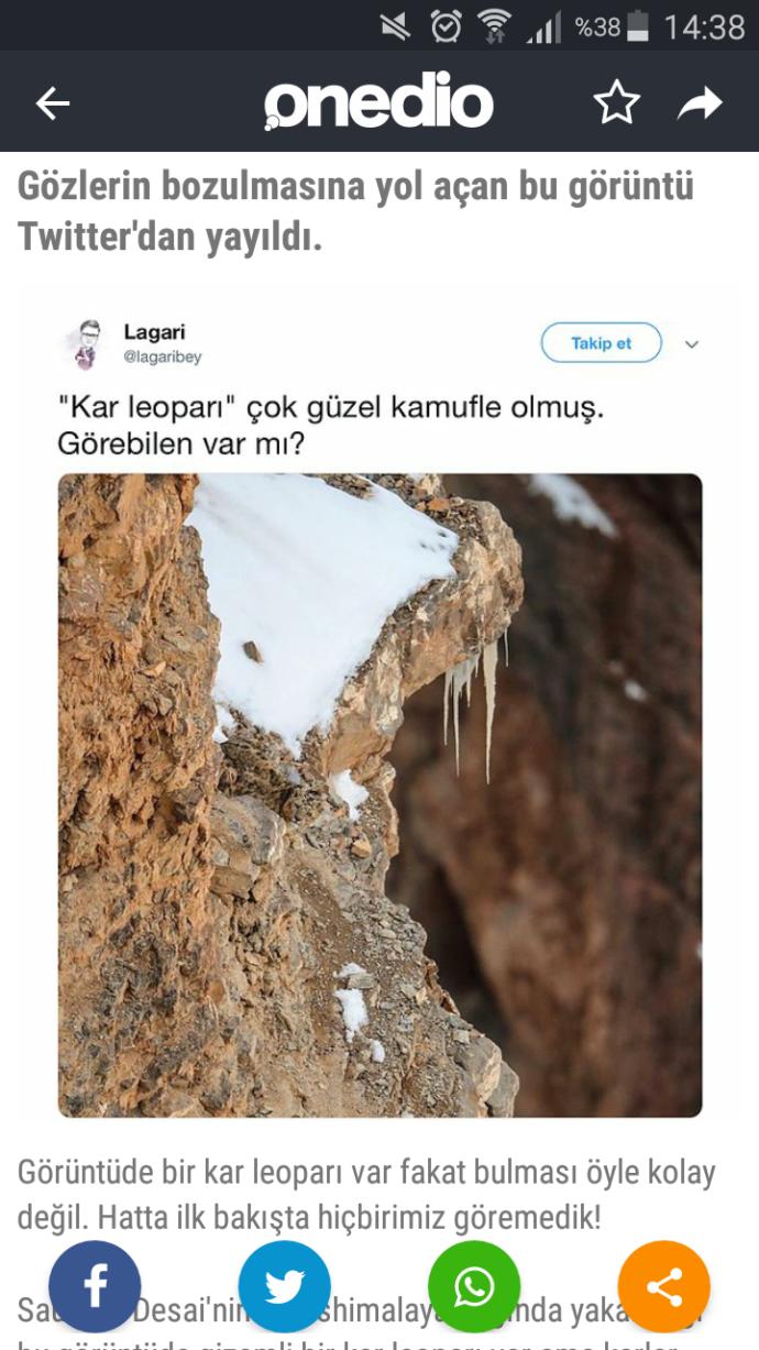 Görseldeki leopar nerede acaba?