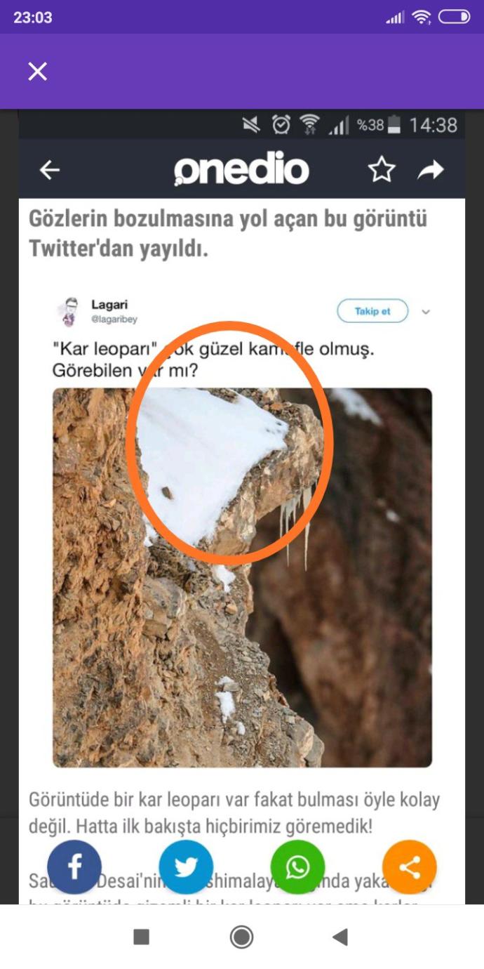 Görseldeki leopar nerede acaba?