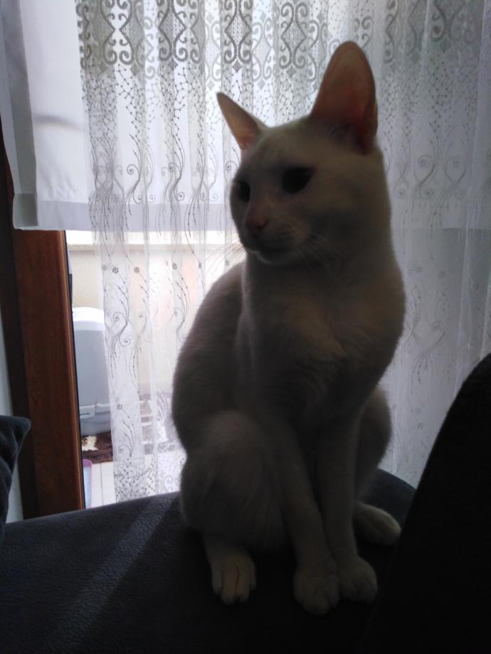 Semt oturuşu yapan kedim?