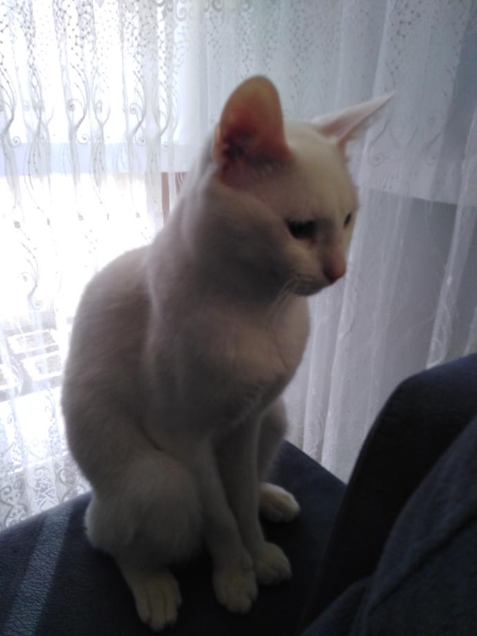 Semt oturuşu yapan kedim?