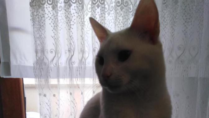 Semt oturuşu yapan kedim?