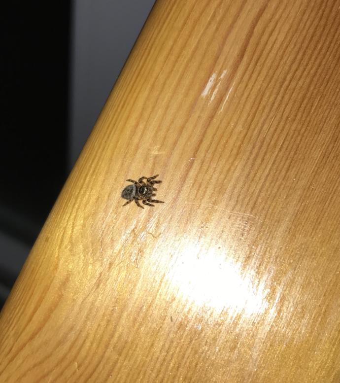 Bu örümcek Kene mi?