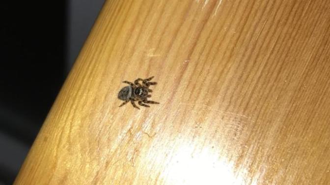 Bu örümcek Kene mi?