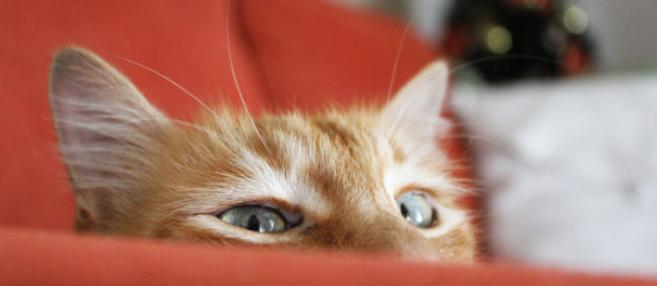 Kedi beslenen evde koltuklar nasıl temizlenmeli?
