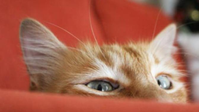 Kedi beslenen evde koltuklar nasıl temizlenmeli?