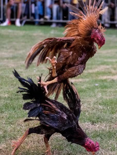 Kadın dediğin biraz mülayim olur hoş olur naif olur bizim kadınlar dövüş horozu gibi diyor, arkadaşım. Katılıyor musunuz?